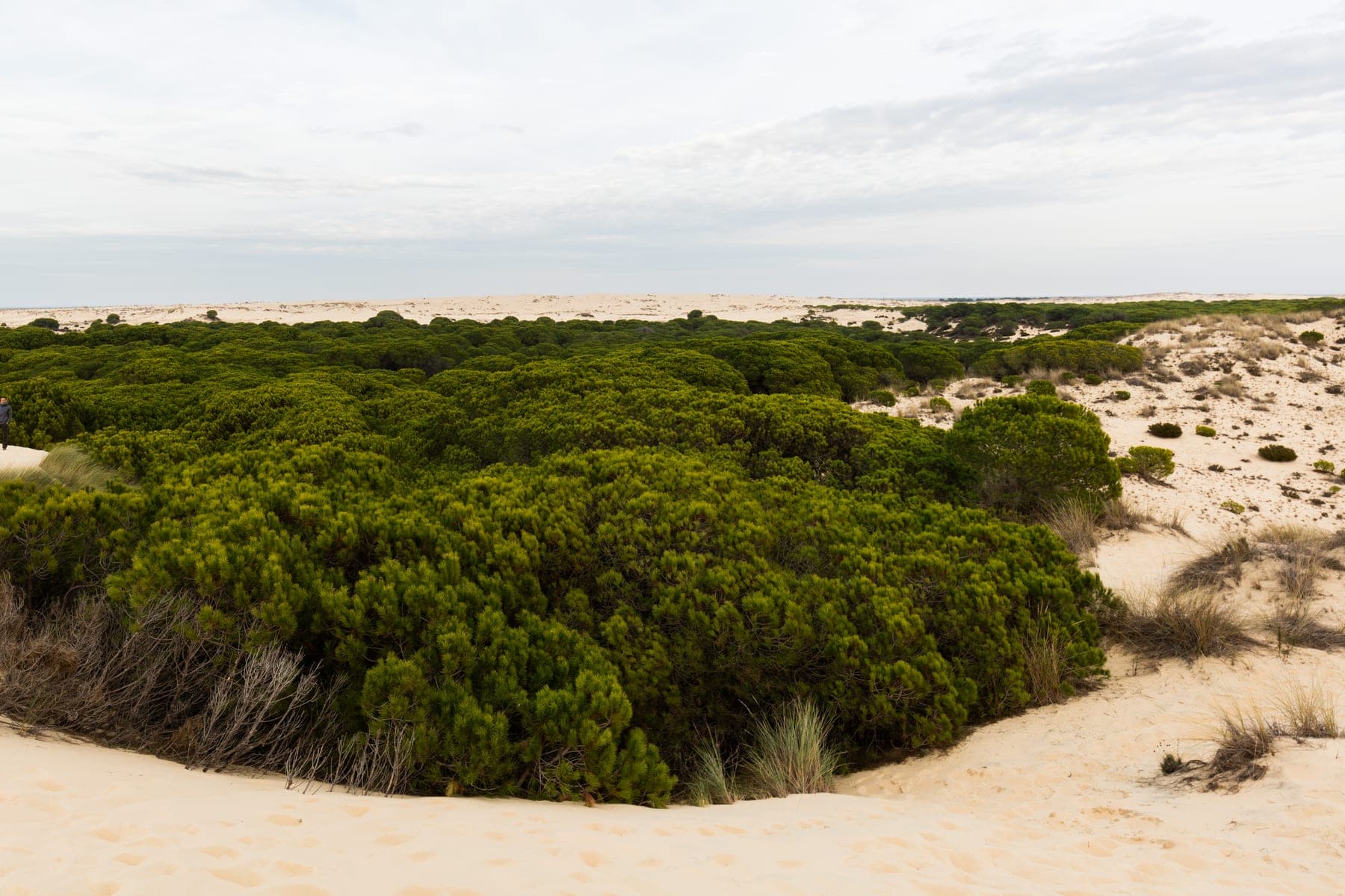 Doñana