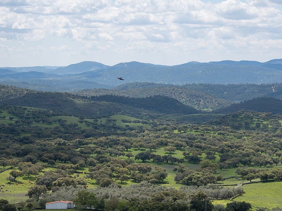 Aracena